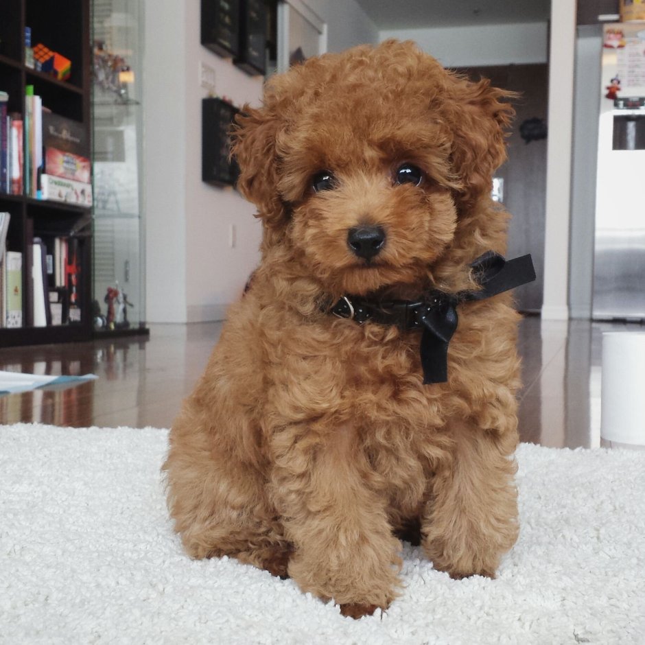 Бультерьер стандарт щенки