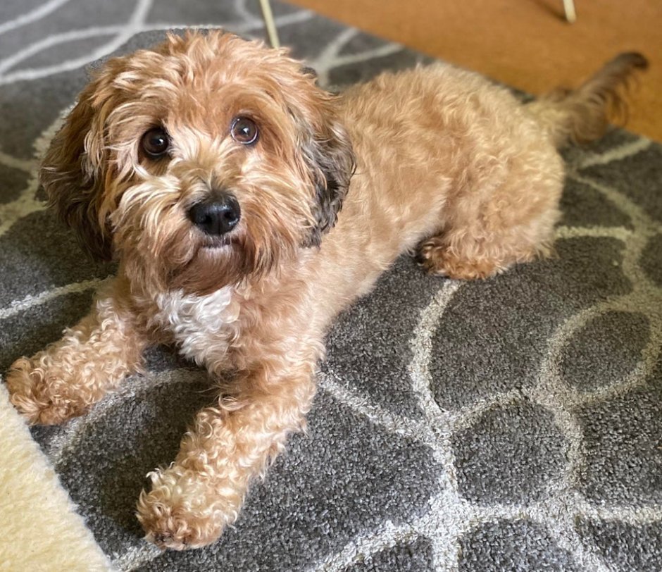 Пудель большой Королевский