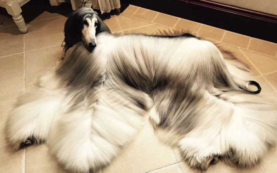 Собака без документов