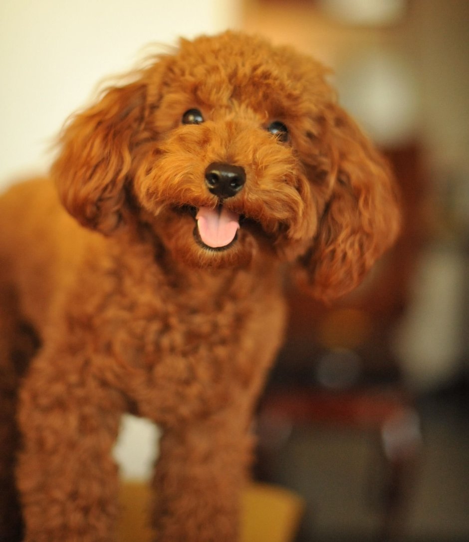 Собака мальтипу Браун