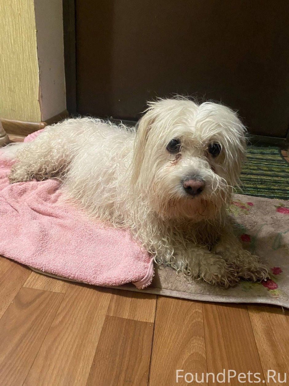 Тибетский мастиф гигантский исполин