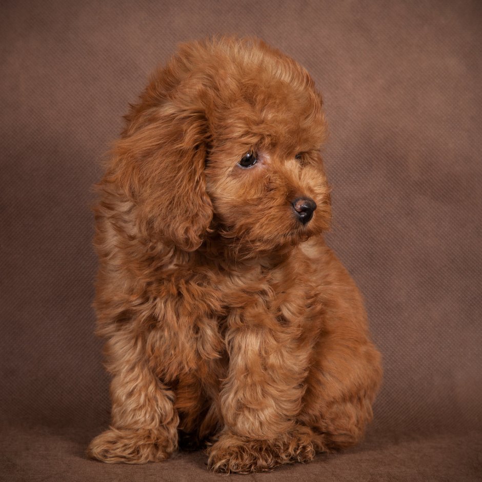 Мальтипу плюс пудель