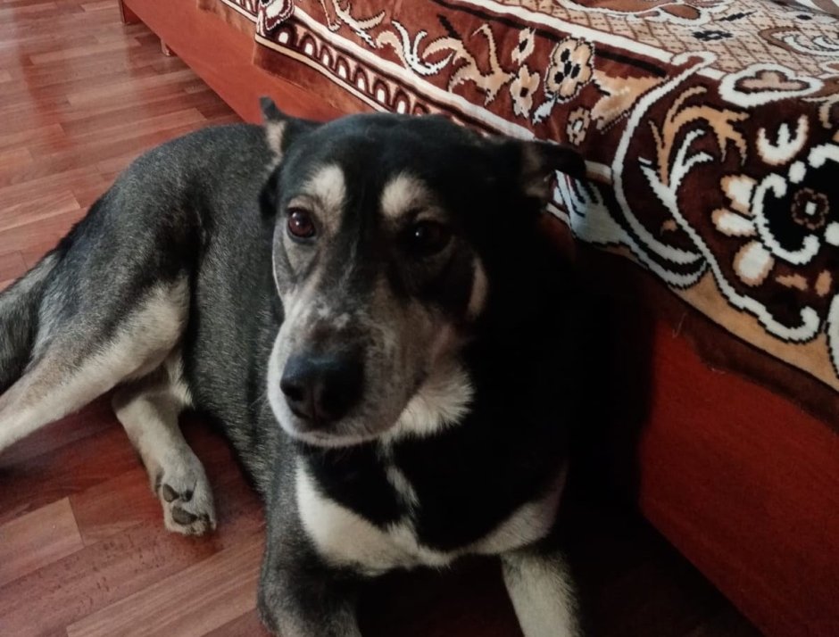 Собака улыбака хаски