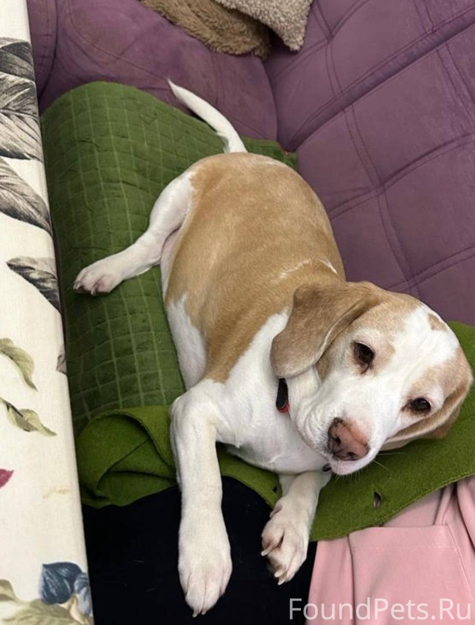 Карликовый пудель пудель