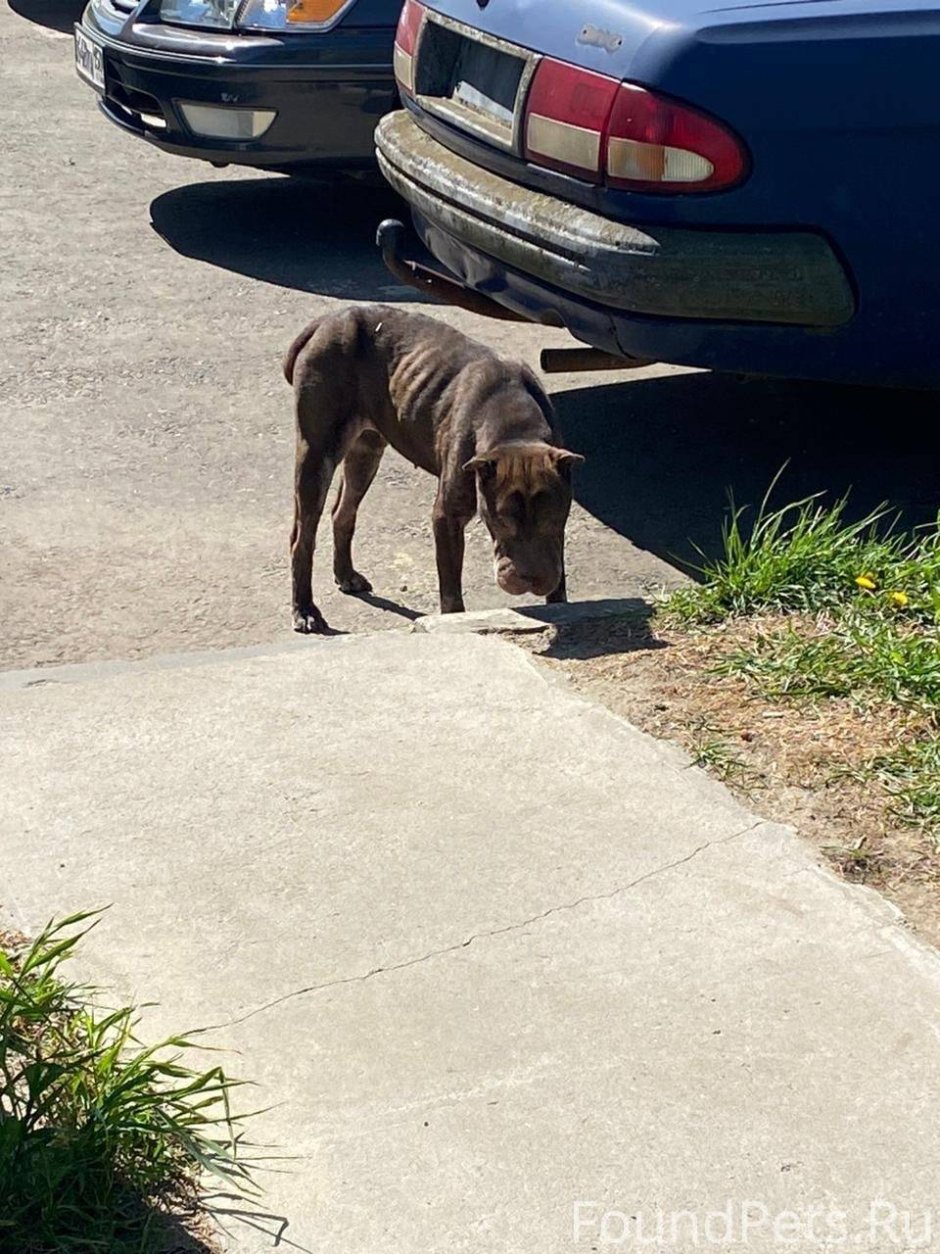 Много много собак