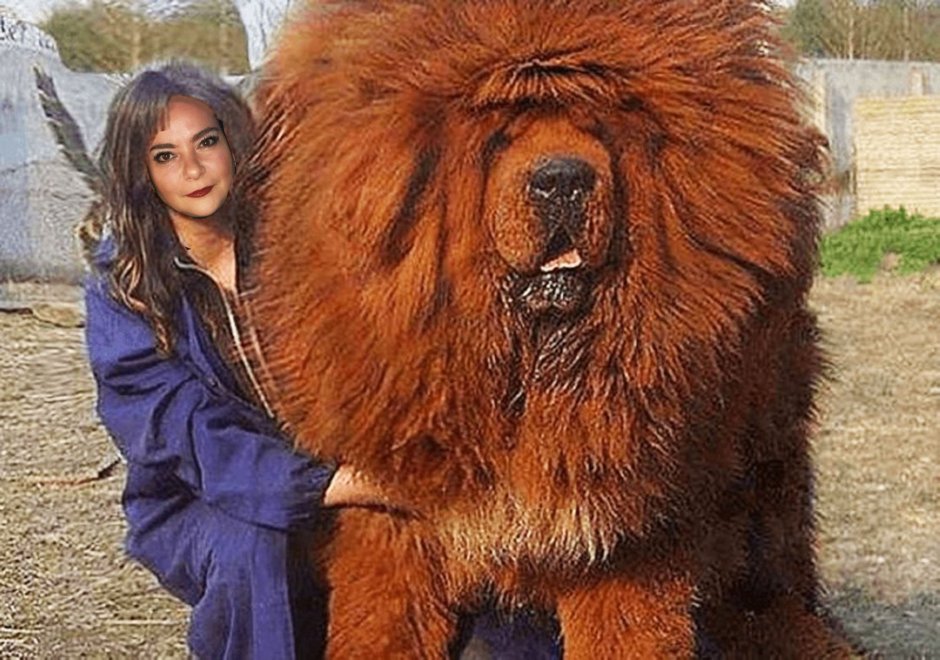 Объявление о пропаже собаки хаски