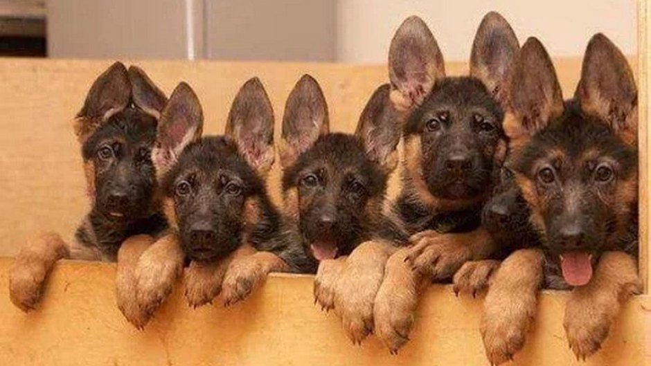 Собака с косыми глазами