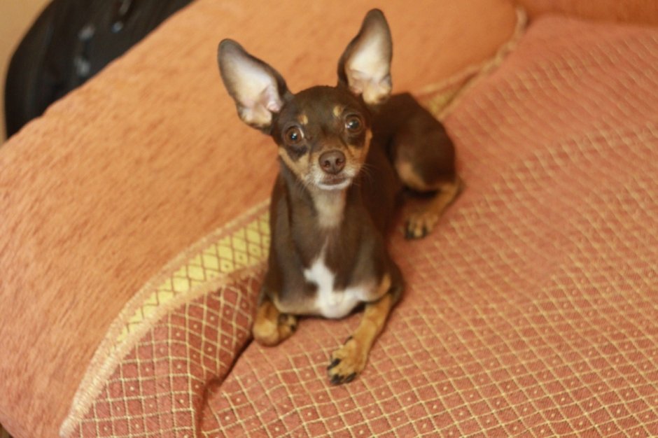 Немецкая овчарка Квазимодо