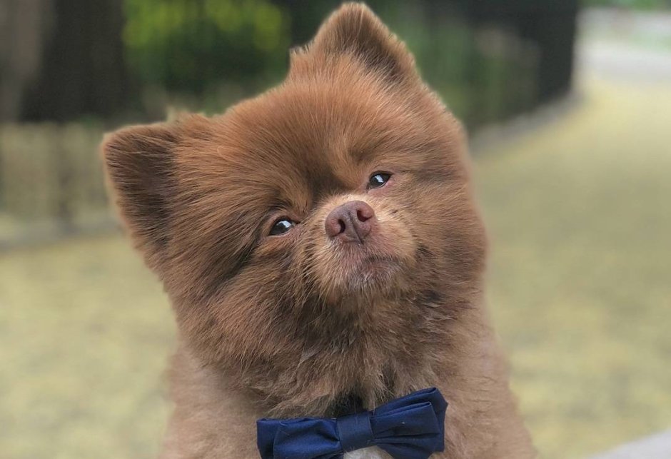 Не предает лишь автомобиль и собака