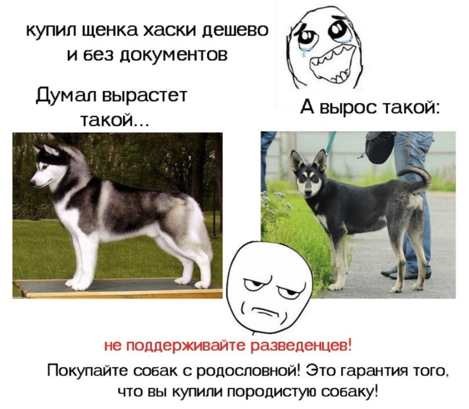 Померанский шпиц Джифф