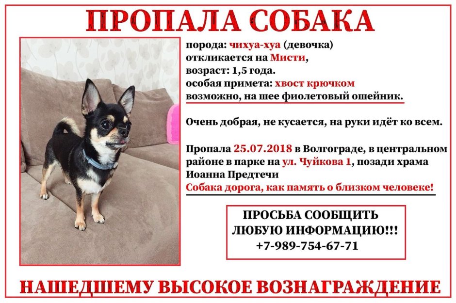 Толпа собак