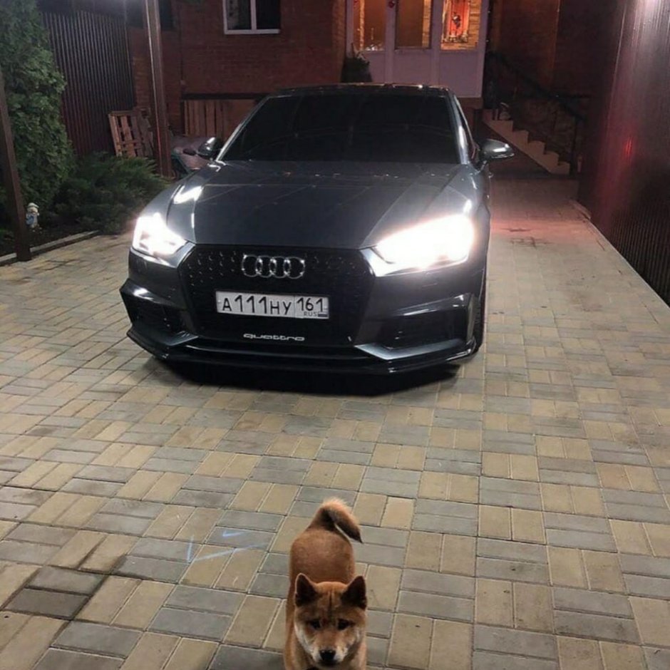 Доберман пинчер скалится