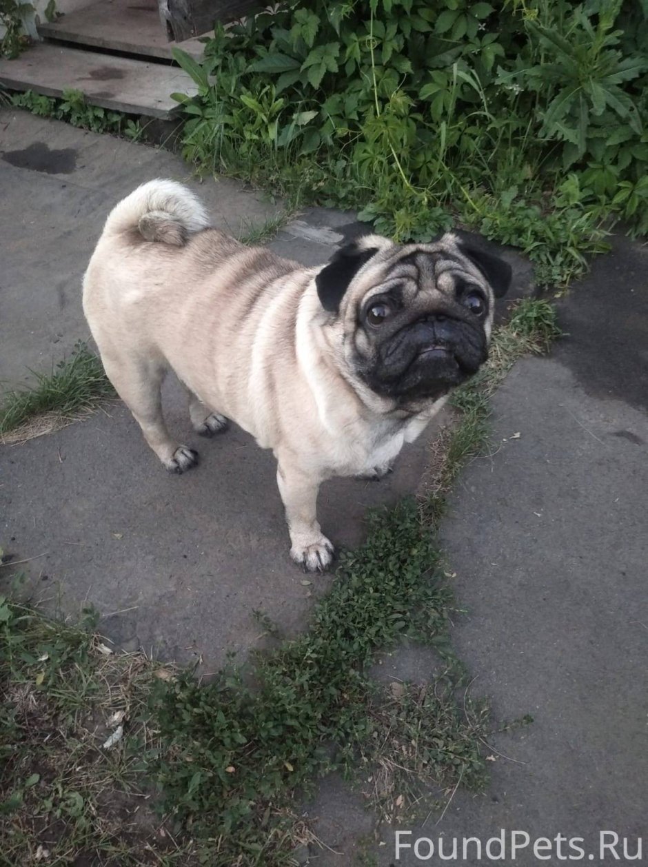 Афганская борзая Нирвана Баттл