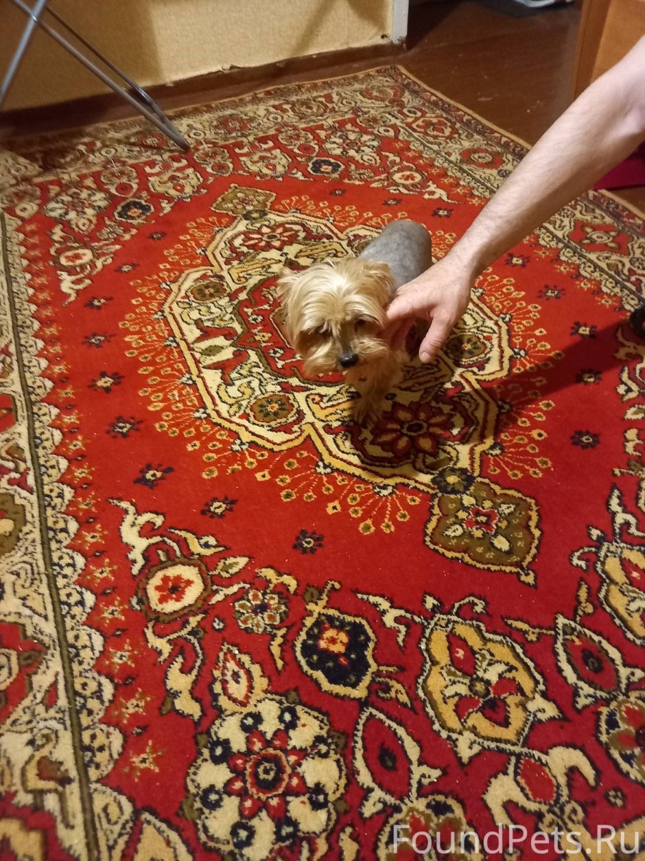 Самая распространенная порода собак в России