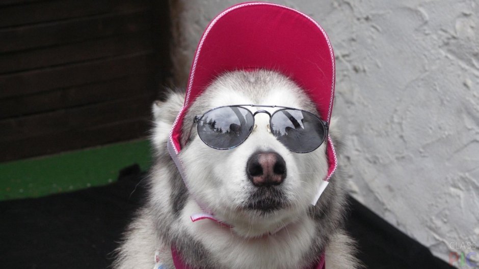 Колли Мерль