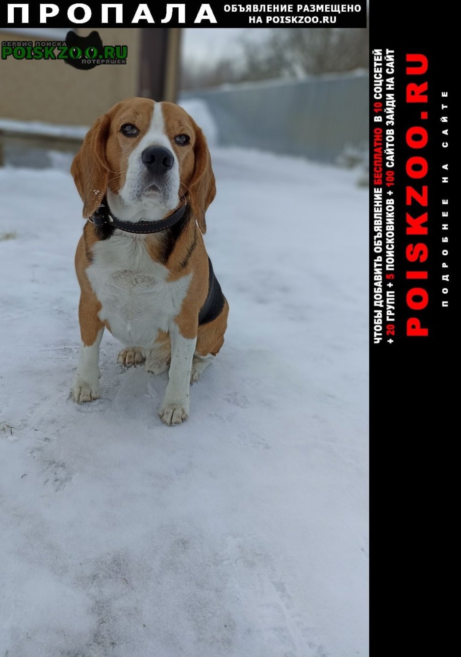 Породы собак и их названия