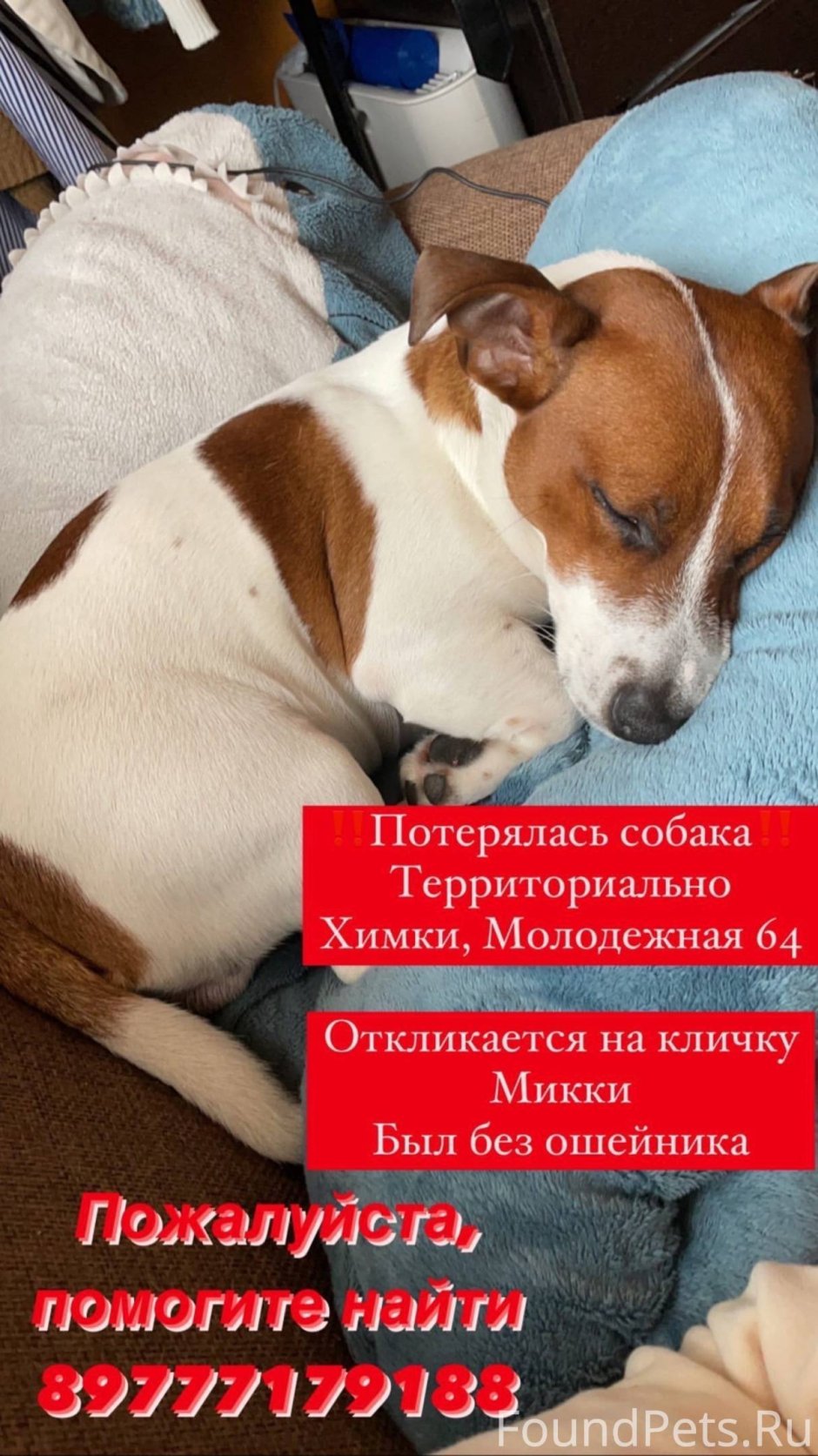 Тибетский мастиф и волкодав