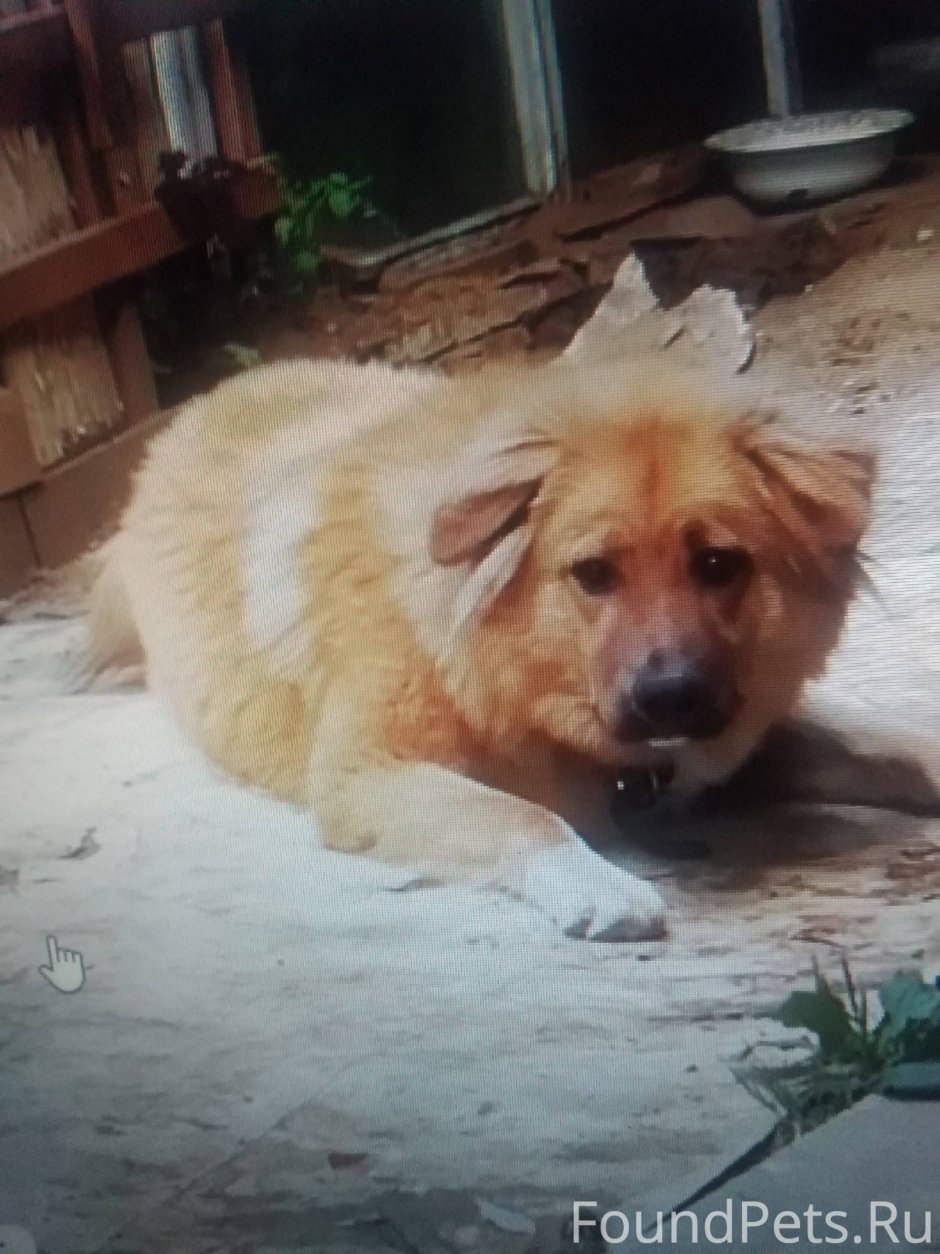 Чёрный канадский волкособ