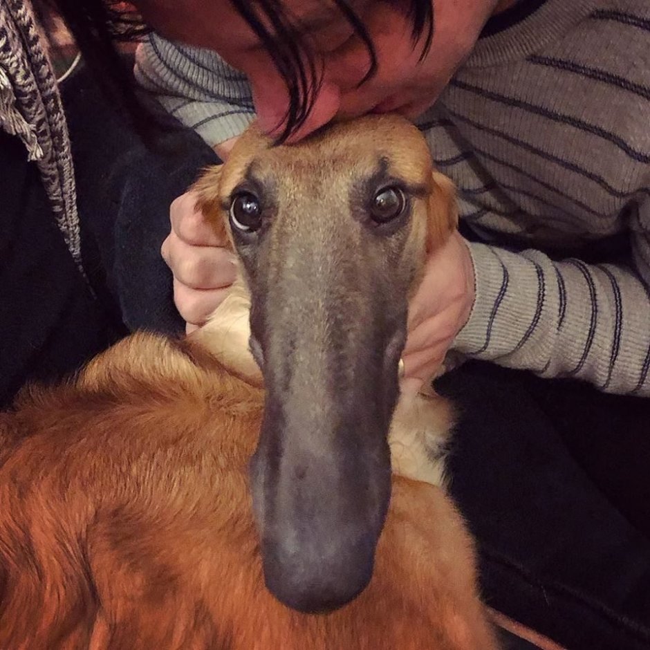 Сенбернар собака Барри