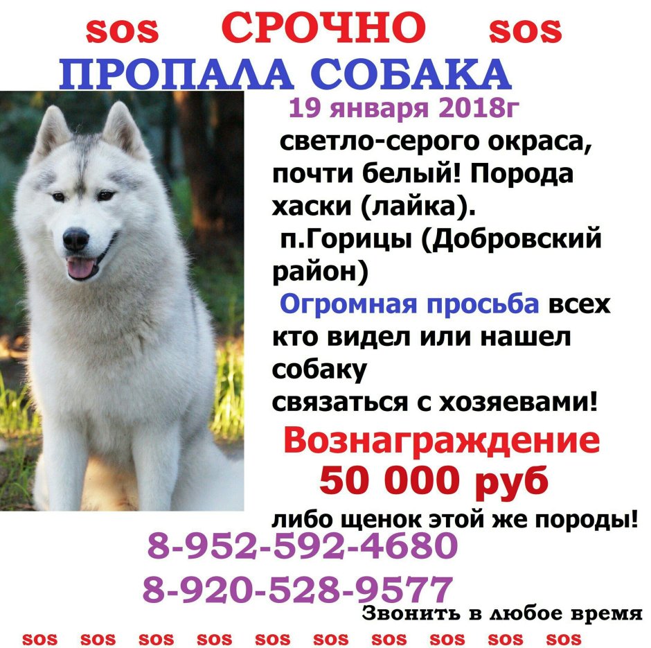 Афганская борзая, колли, сеттер