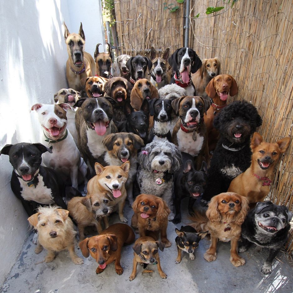 Чао Чао мастиф