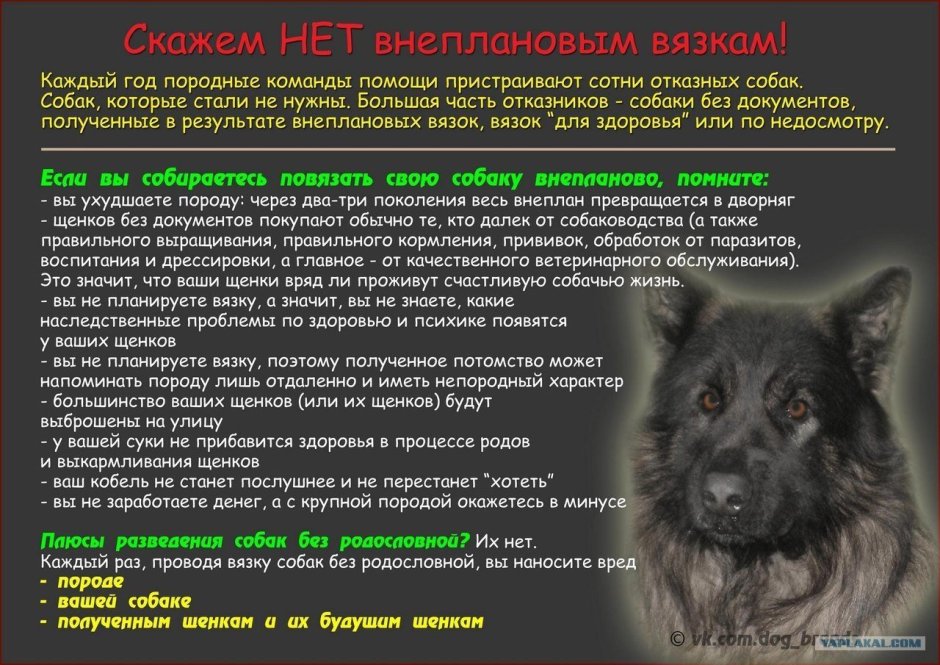 Объявление о пропаже собаки