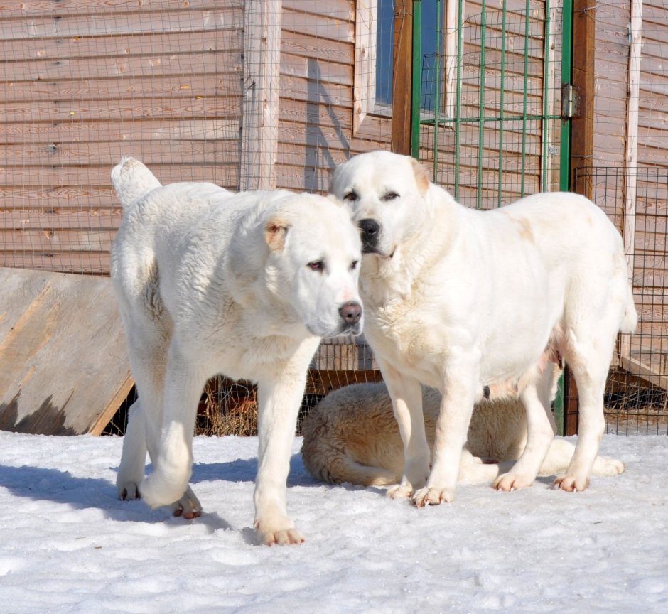 Кане Корсо и овчарка