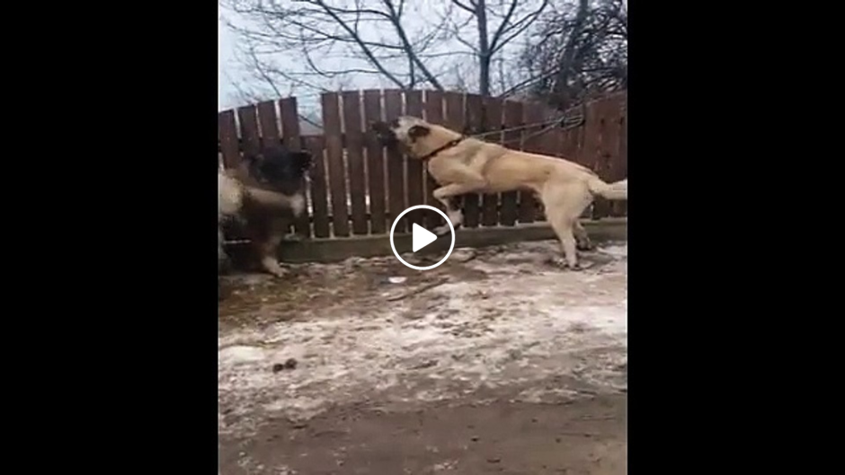 Турецкий кангал и Доберман