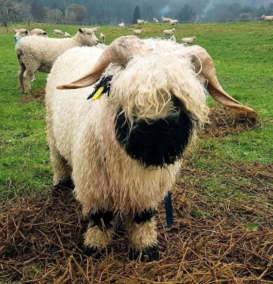 Овцы породы Valais Blacknose