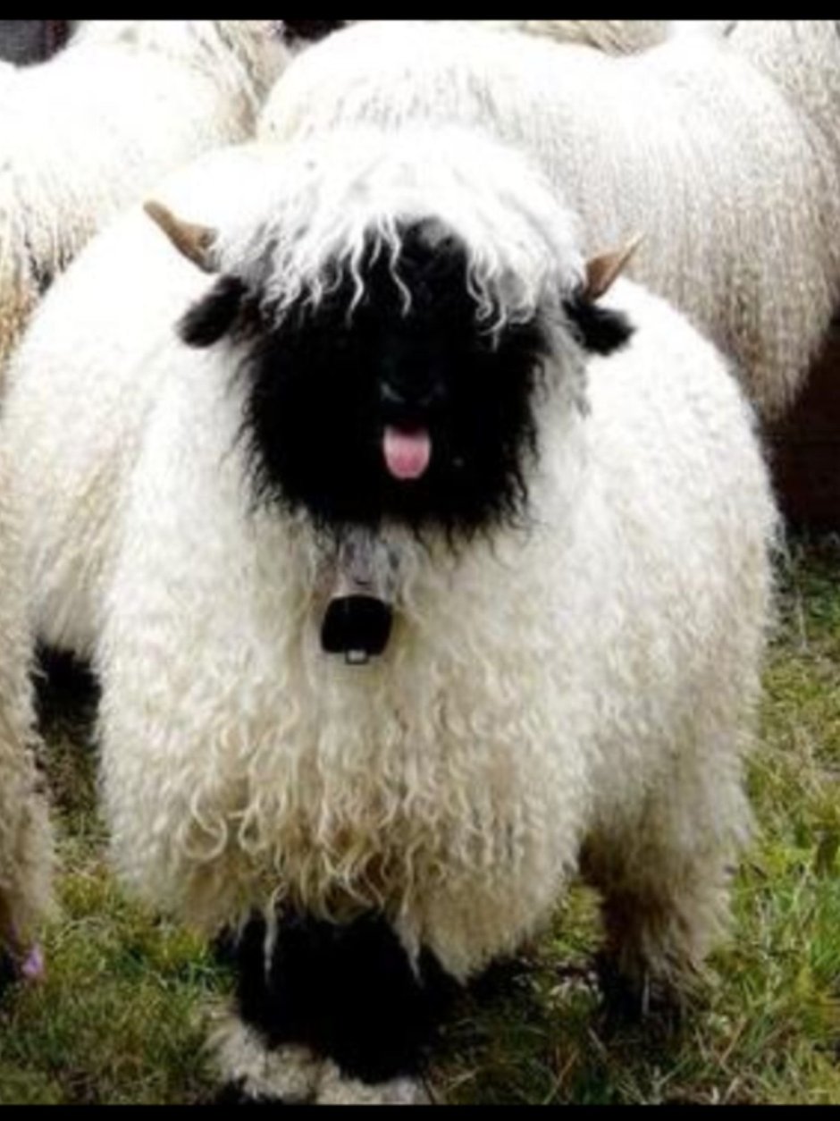 Valais Blacknose