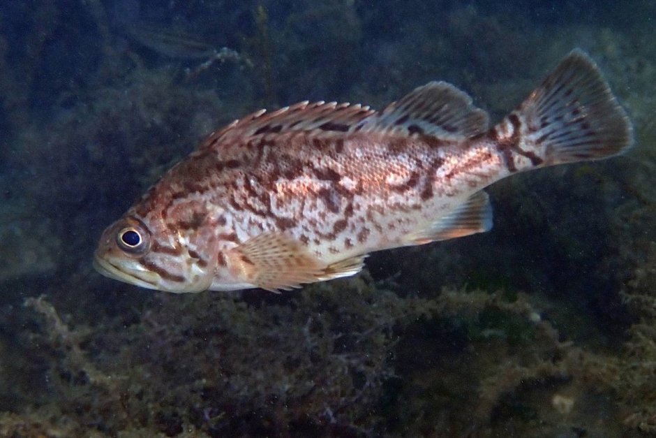 Морской окунь скорпена
