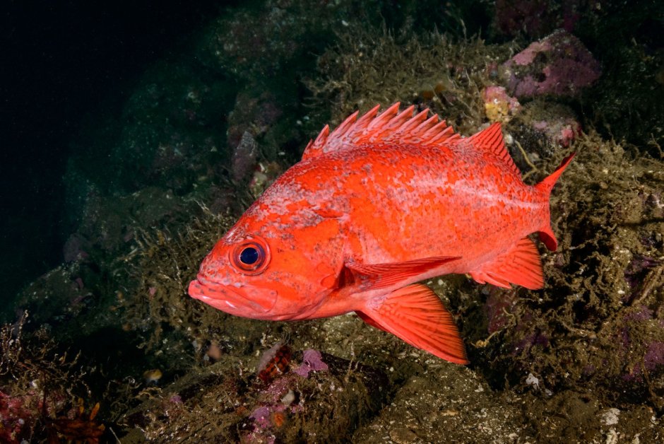 Морской Ерш скорпена