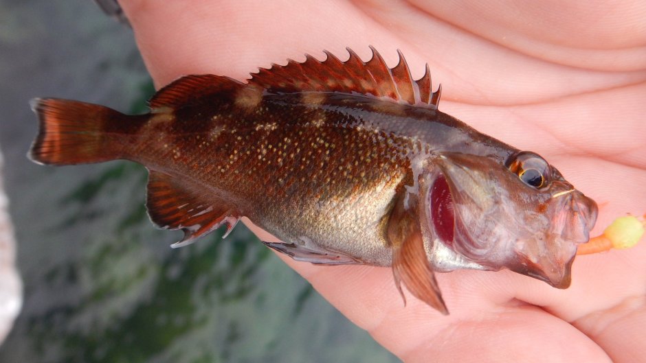 Морской окунь Sebastes Marinus