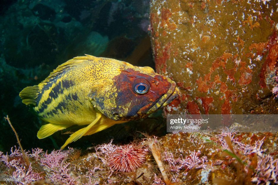 Sebastes trivittatus желтый или трехполосый окунь