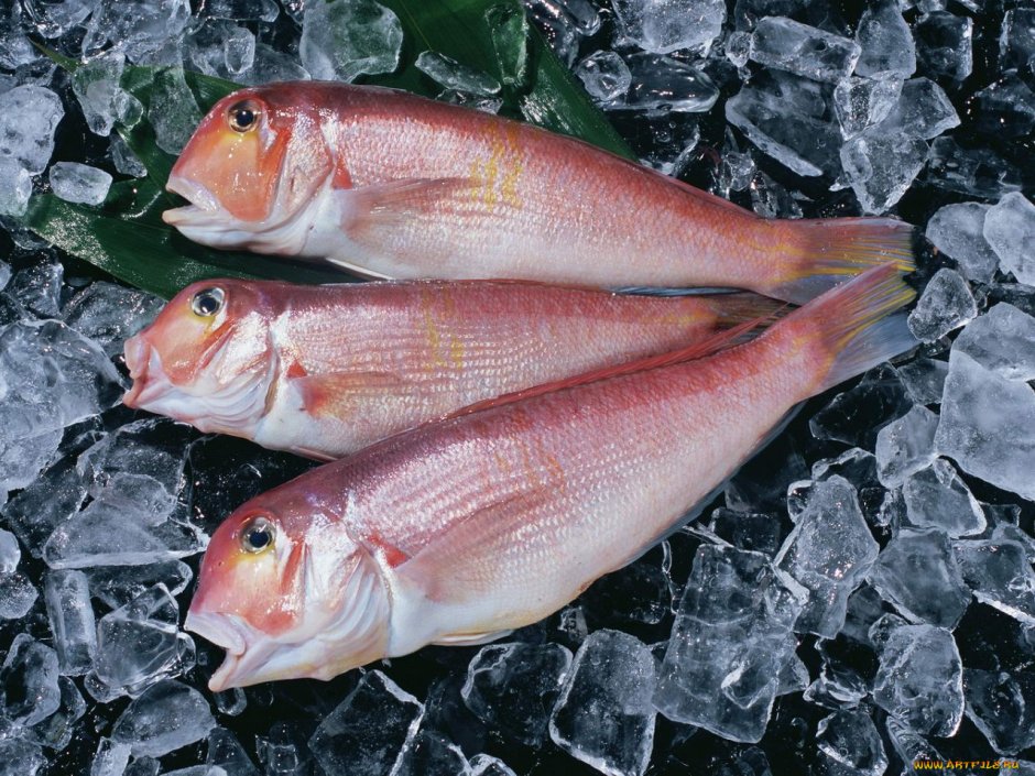 Окунь морской свежемороженый