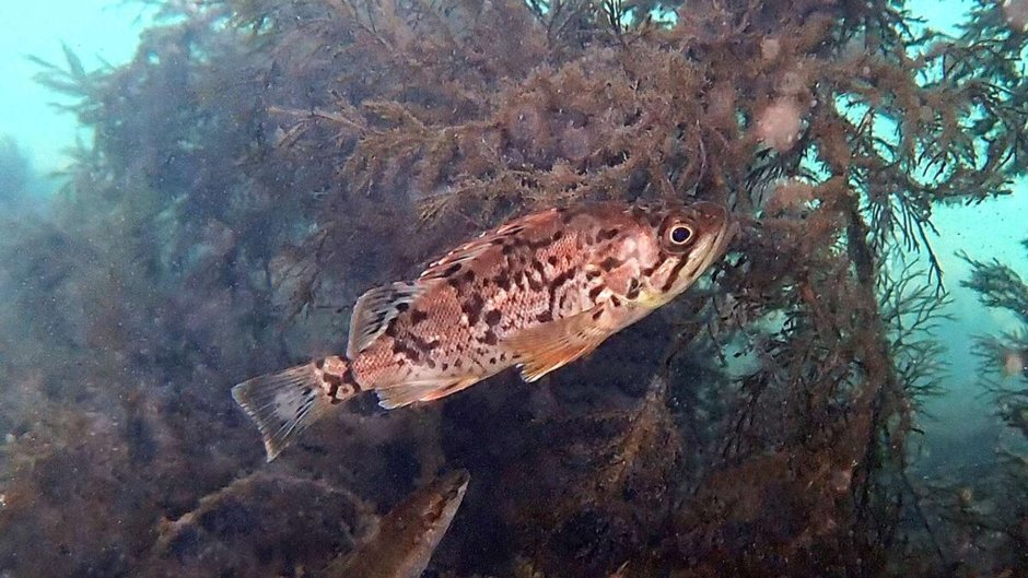 Окунь морской без головы