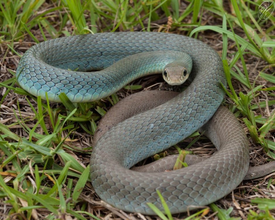 Coluber Constrictor