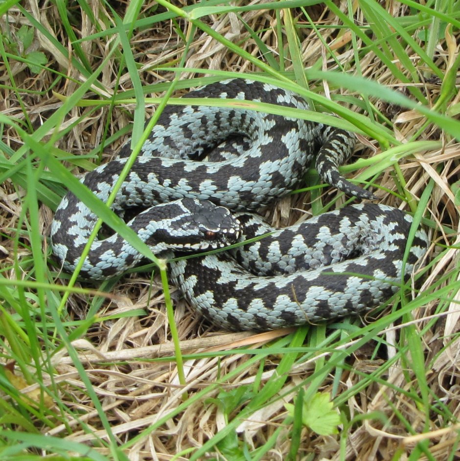 Лучистая змея Xenopeltis Unicolor