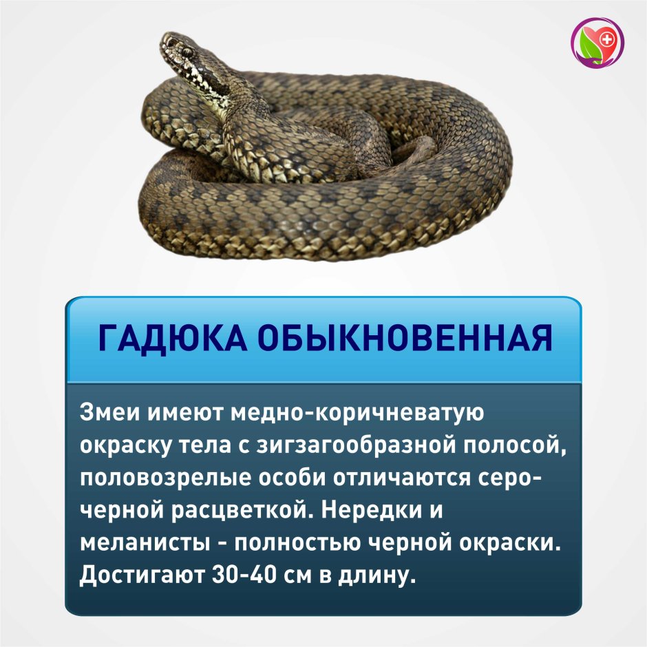 Водяной уж (Natrix tessellata)