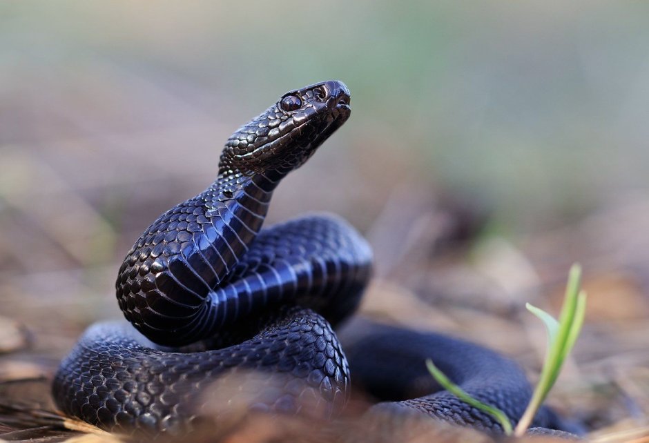 Гадюка Сахалинская ( Vipera sachalinensis )