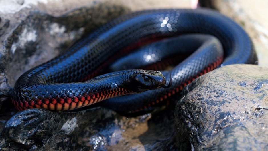 Гадюка Никольского (Vipera nikolskii)