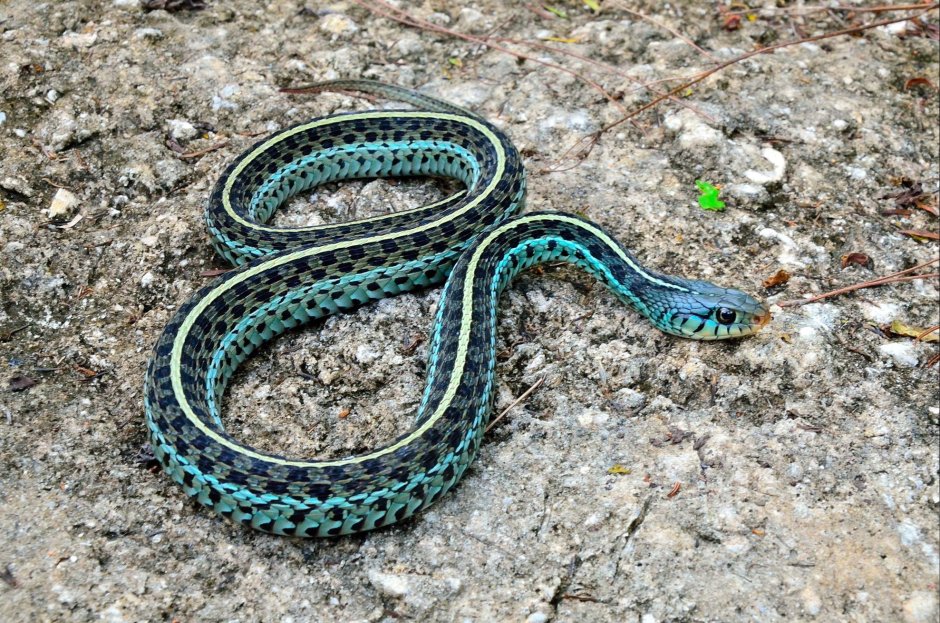 Гадюка Никольского (Vipera nikolskii)