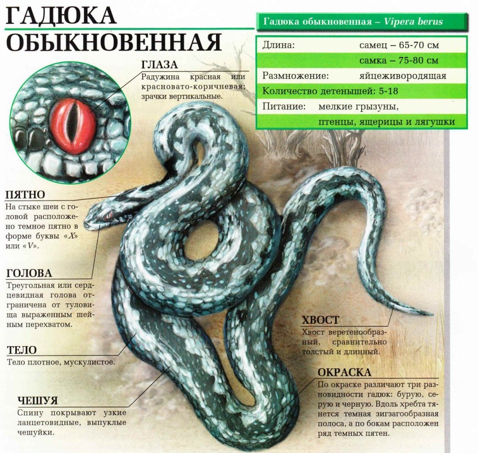 Гадюка Степная Крымская