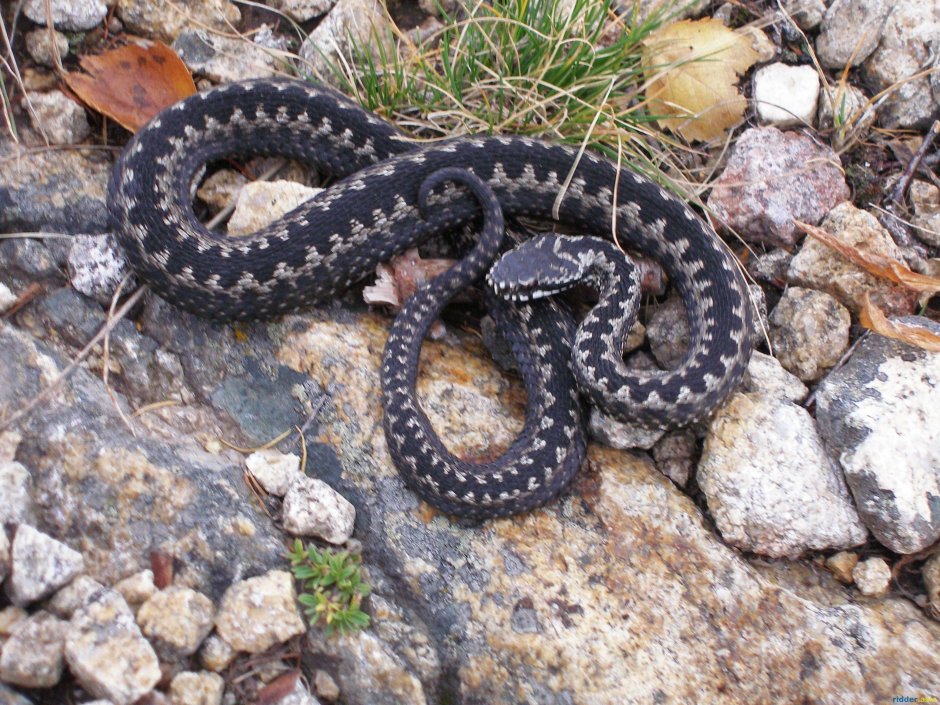 Змея Adder