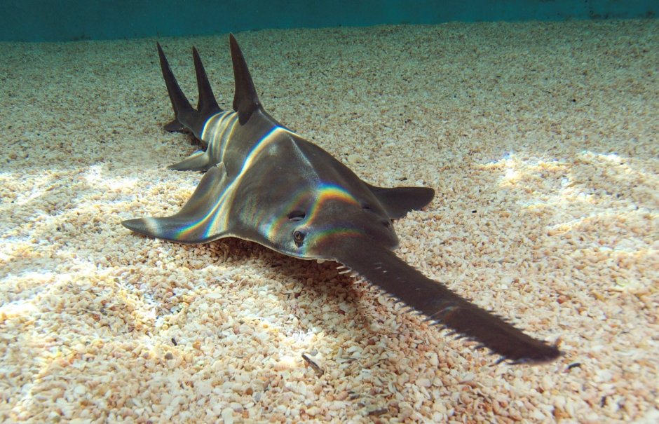 Фильм Sawfish