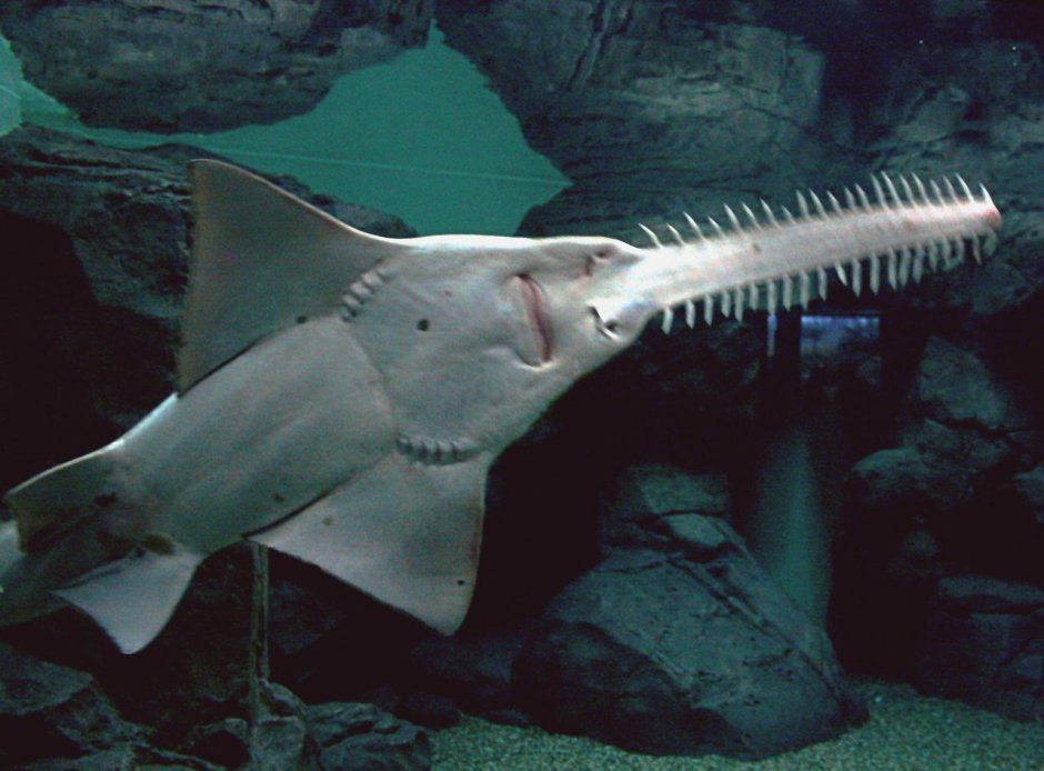Shark saw пила