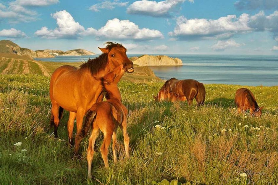 Природа Крыма животные