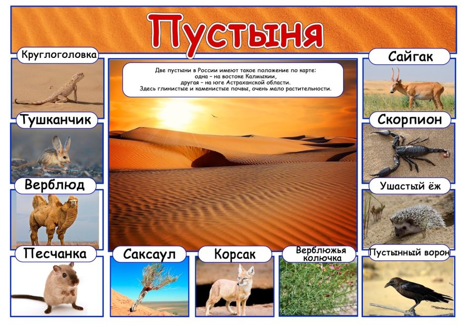 Пустыня природная зона России животные