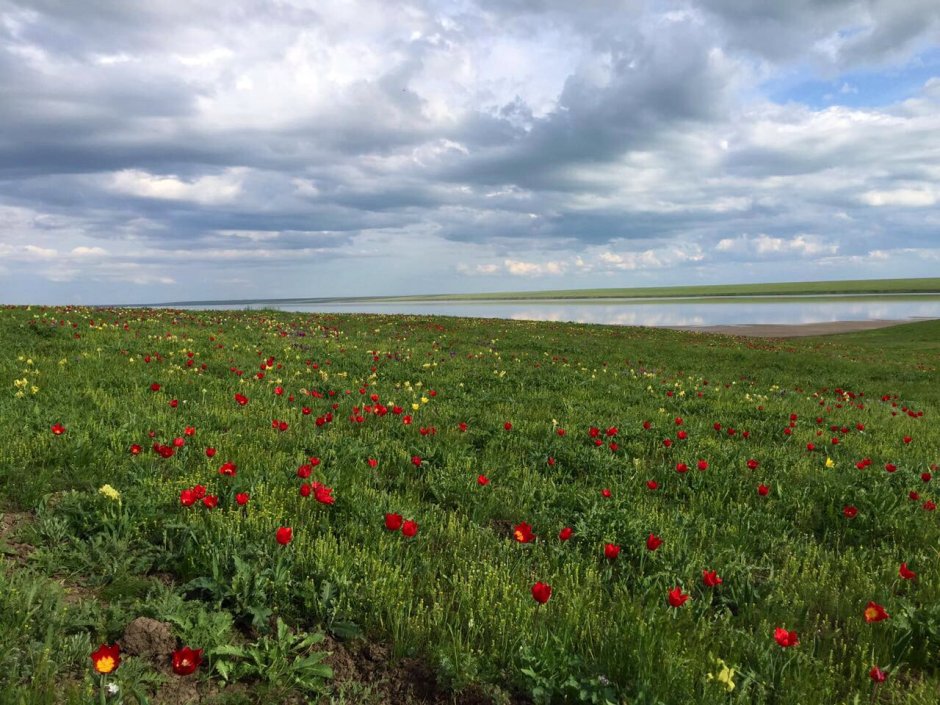 Заповедник Ростовский тюльпановые поля