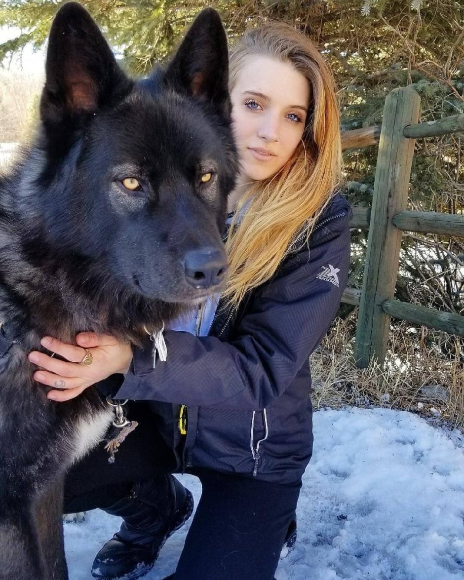 Фото волкособов